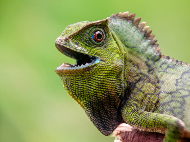 istock green forest dragon closeup 1496142711