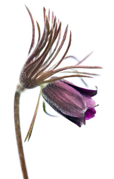 pasqueflower or pasque flower Pulsatilla pratensis Pasqueflower. Beautiful flower of small pasque flower or pasqueflower on flowering meadow in latin Pulsatilla pratensis isolated on white background pulsatilla grandis field stock pictures, royalty-free photos & images