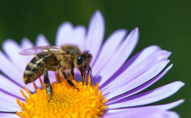 istock bee honeybee Apis Mellifera honey insect flower 1496143132