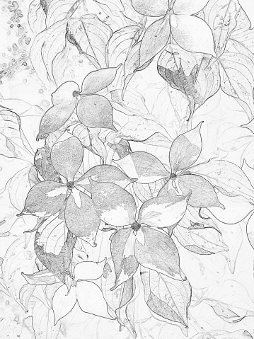 Black and white dogwood flowers