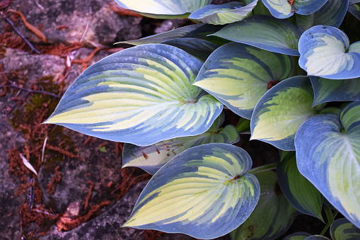 Bright with blue margins, Hosta June is a colourful choice for a shade garden.