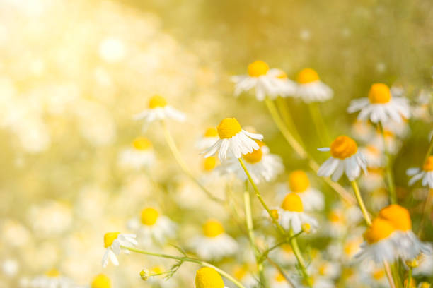 istock Field wild chamomile. Spring or summer blossom blooming. Field flower. Copy space 1496146178