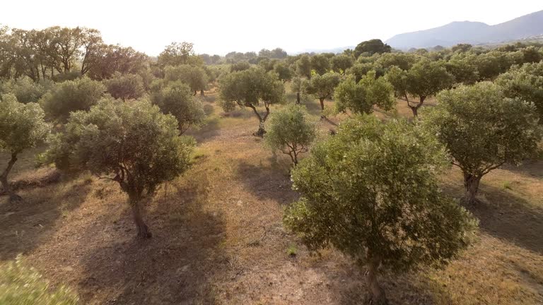 Evening at Olive Tree Fields in Costa Brava