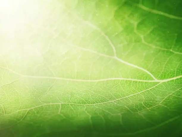 Photo of green leaf close-up