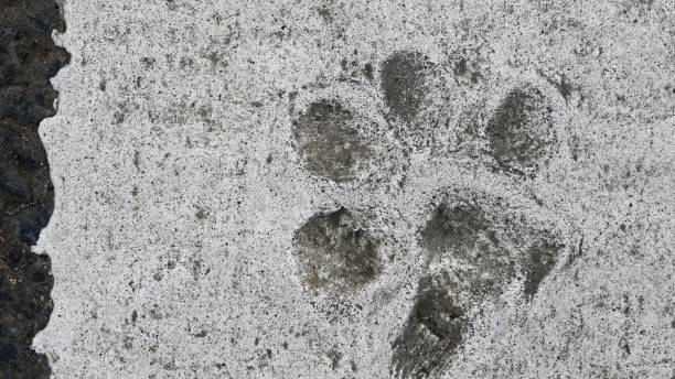istock an animal's footprint on the asphalt 1496146373