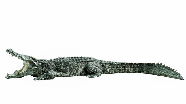 istock Close up crocodile is action show mouth on white background have path 1496146602