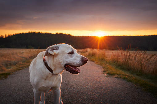 Portrait of happy dog at beautiful sunset. Lost labrador retriever walking on country road between fields.