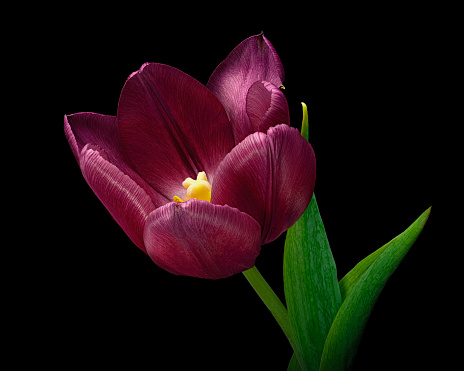 Beautiful red tulip with green stem and leaves isolated on black background, yellow pollen. Studio close-up photography.