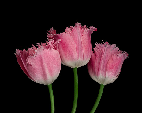Beautiful three pink-white tulips with green stem isolated on black background. Studio close-up photography.