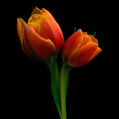 Beautiful red-yellow tulip with green stem and leaf isolated on black background. Studio close-up photography.
