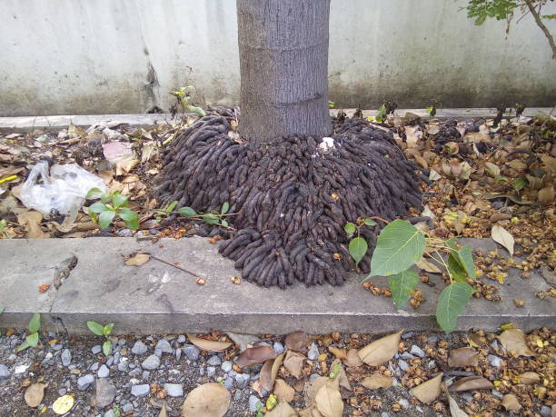 istock Palm roots with tree trunk in the garden. 1496148193
