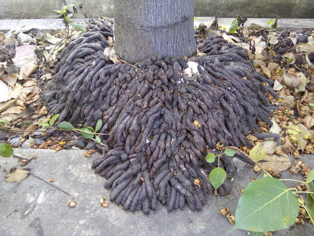istock Palm roots with tree trunk in the garden. 1496148201