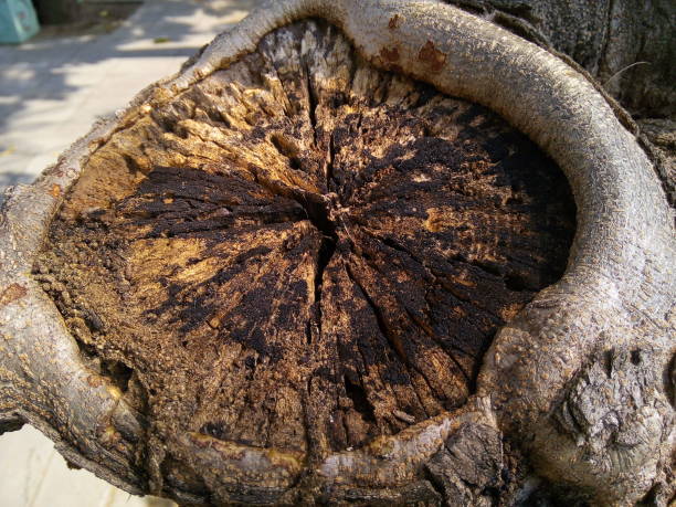 istock Close up of tree bark texture in the garden. 1496149077