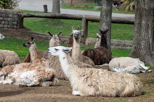 Close up of alpacas on farm in the Netherlands