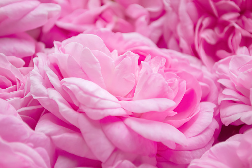 Tea rose close-up. Tea rose buds up close - background photo. Beautiful pink rose flowers.