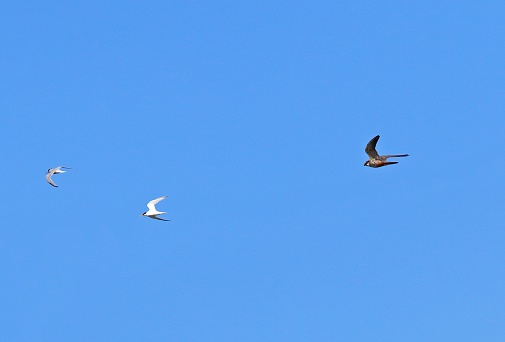 Eurasian Hobby (Falco subbuteo subbuteo) being mobbed by Little Tern (Sternula albifrons albifrons) 

Eccles-on-sea, Norfolk       July