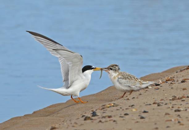 410+ Little Tern Stock Photos, Pictures & Royalty-Free Images - iStock