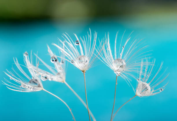 Nature in detail, dandelion flower seed close up with dewdrops on a landscape background with copy space