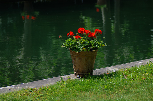 Flowers in pots on the bank of a canal in a park.