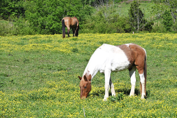 istock Horses and Buttercups 1496156057