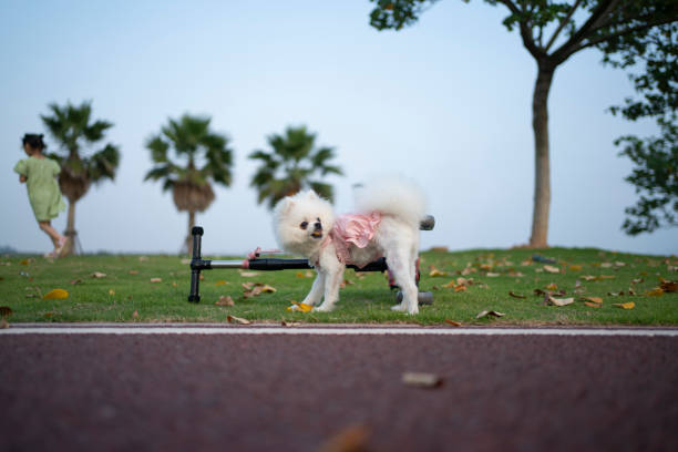 Cute pet dog playing in the park