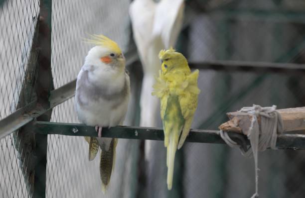 istock variety of parrots in peshawar 1496156180