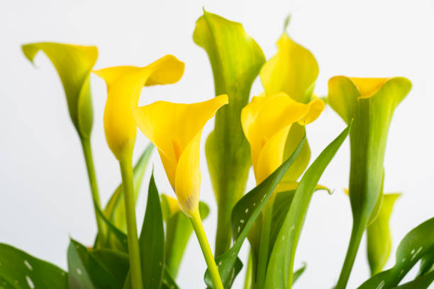 istock Golden Calla lily (Zantedeschia elliottana) flowers in white background 1496156205