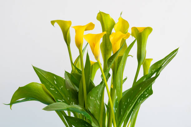 istock Golden Calla lily (Zantedeschia elliottana) flowers in white background 1496156232