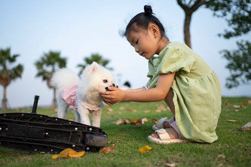 Asian girls and dogs playing on the grass