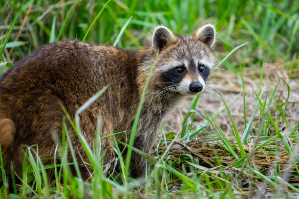 미국너구리 - raccoon 뉴스 사진 이미지