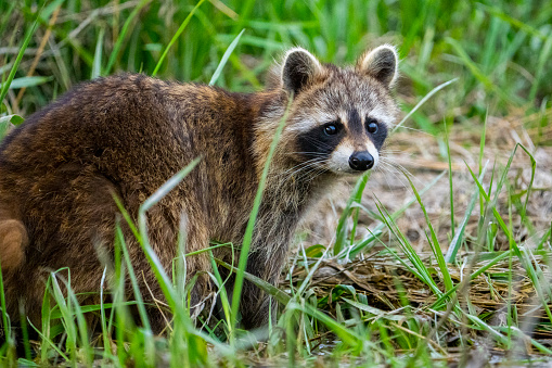 Raccoon foraging for in a national park.