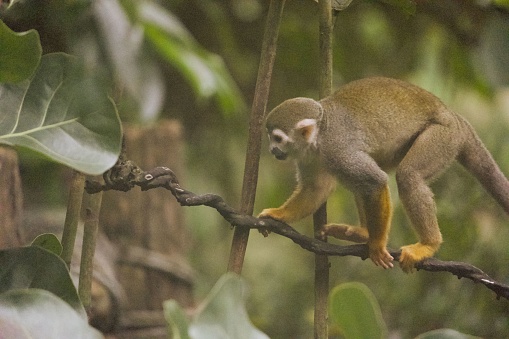 A squirrel monkey walking on branch