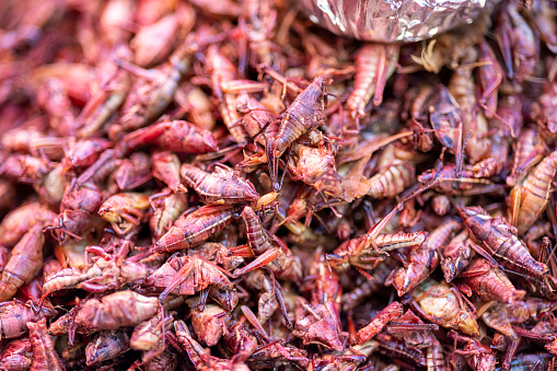 Chapulines are grasshoppers of the genus Sphenarium that are commonly eaten in certain areas of Mexico. The term is specific to Mexico  and derives from the Nahuatl. They are toasted on a comal. Often they are seasoned with garlic, lime juice, chilies and/or salt.\nOne of the regions of Mexico where chapulines are most widely consumed is Oaxaca