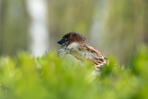 Female Superb Fairy Wren (Malurus cyaneus) defecating on a stump