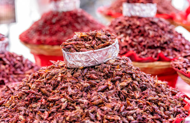 istock Chapulines, Mexican food. 1496160362