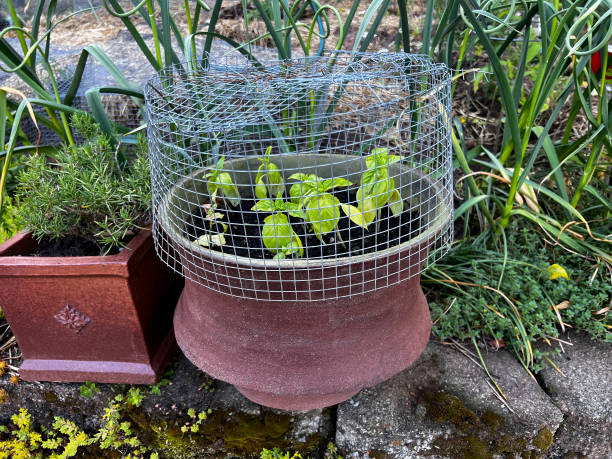 Cage over Basil plant protecting from animals