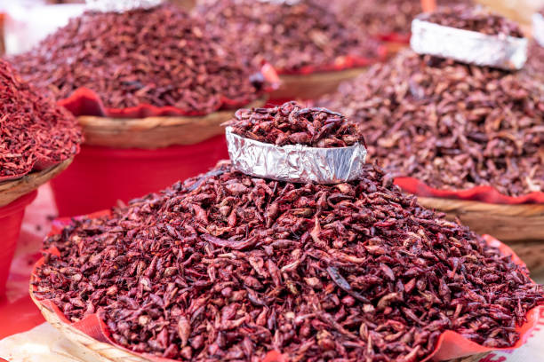 istock Chapulines, Mexican food. 1496161041