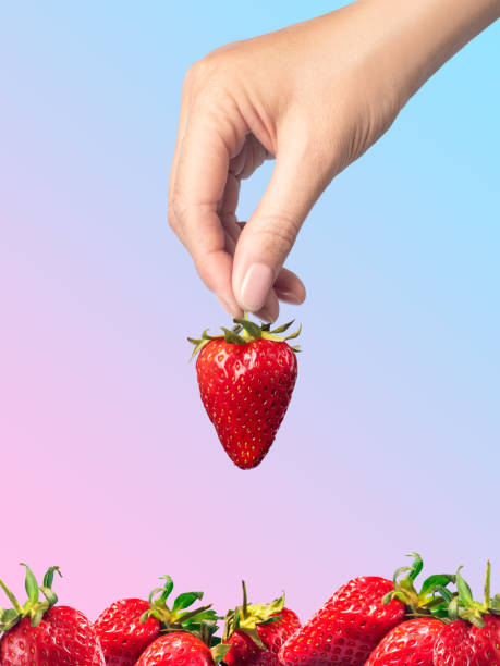 istock Hand takes a strawberry from a bunch of strawberries gradient background isolated vertical 1496161167