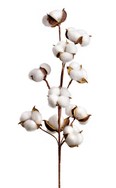 istock Cotton branch isolated on white background. White cotton flowers. 1496161192