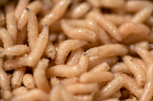 Maggots, fishing lure, directly above