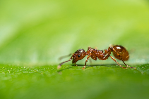An ant on the green leaf, extremely close-up shot