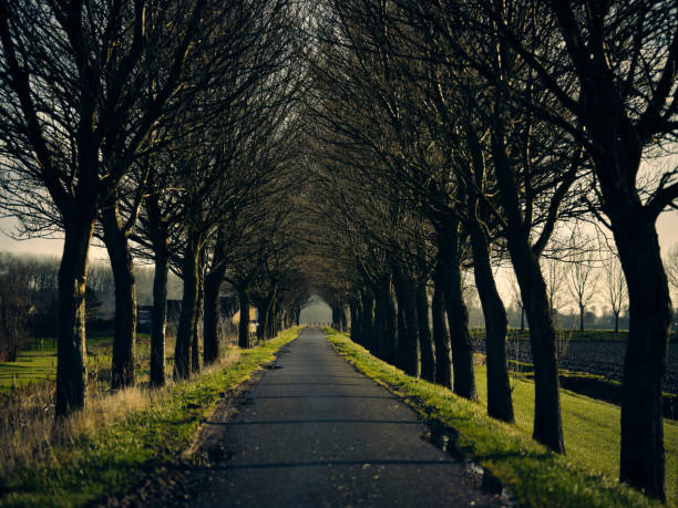 Road with hanging trees in winter time