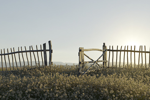 3D rendering of wooden fence and green meadow in the evening sunlight