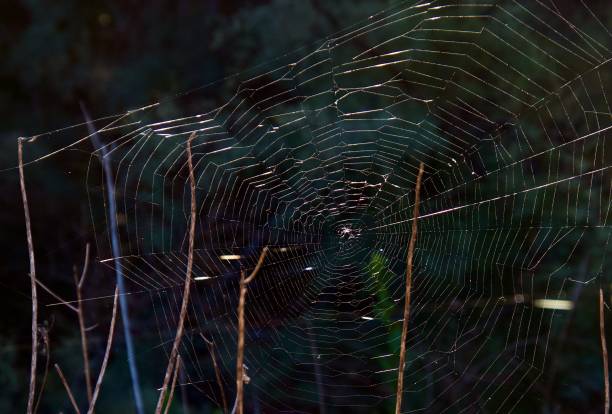 istock a spider's web in the middle of a forest 1496163536