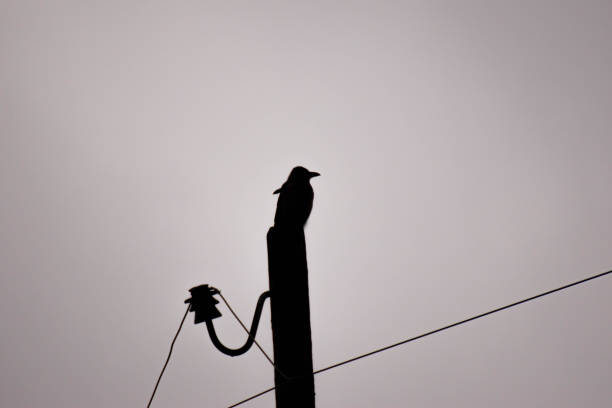 istock Black, white crow on an electric pillar 1496164909