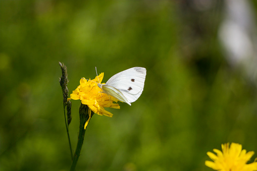 Close view of a white butterfly on a yellow flower with a green blurred background