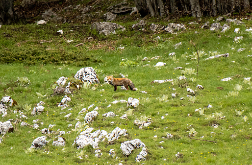 Shot of a red fox an a green mountain meadow with rocks