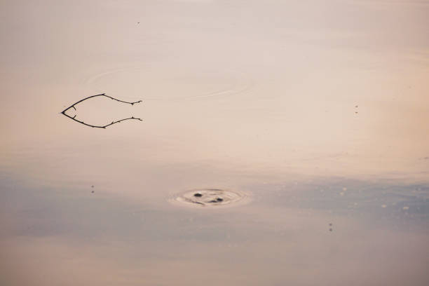 A small branch floating in a lake
