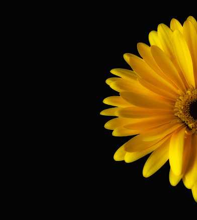 half of a yellow gerbera flower on a black background. isolated