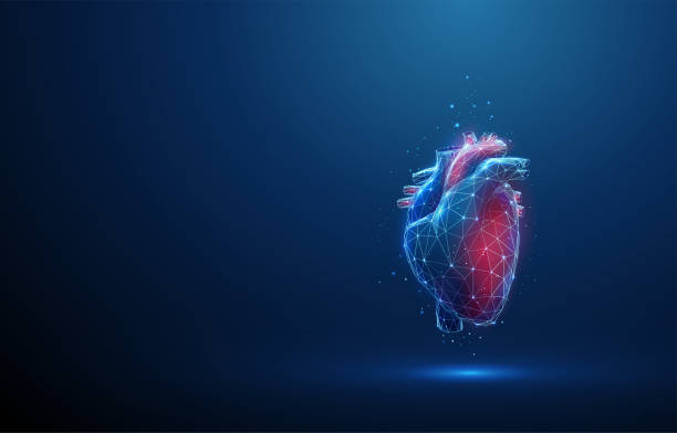 Abstract blue and red human heart. Heart anatomy Abstract blue and red human heart. Heart anatomy. Healthcare medical concept. Low poly style design. Geometric background. Wireframe light connection structure. Modern 3d graphic concept. Vector human heart stock illustrations